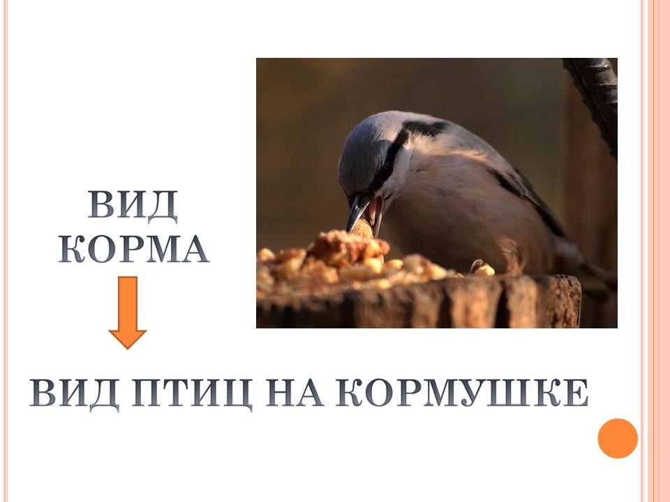Класс.ру скачать классный час птицы зимой в начальной школе